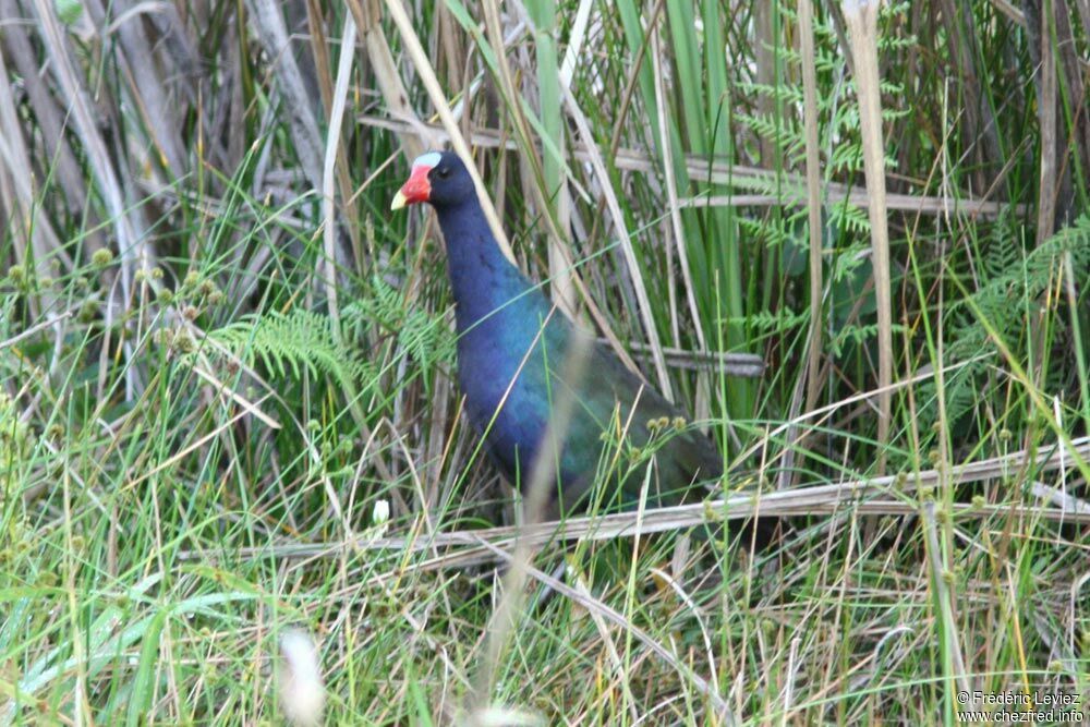 Talève violacéeadulte, identification