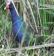 Purple Gallinule