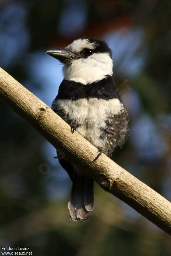 White-necked Puffbirdadult, identification