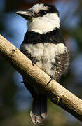 White-necked Puffbird