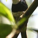 Tamatia à plastron