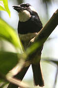 Black-breasted Puffbird