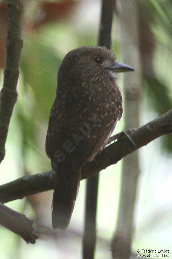 White-whiskered Puffbirdadult, identification