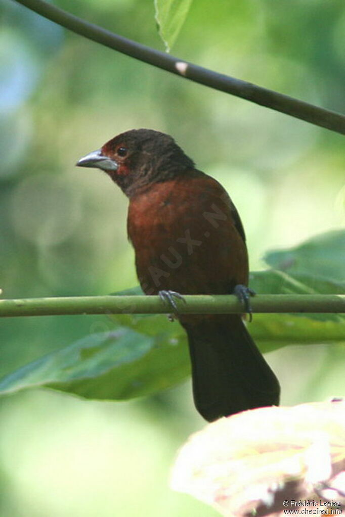 Silver-beaked Tanager female adult