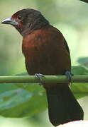 Silver-beaked Tanager