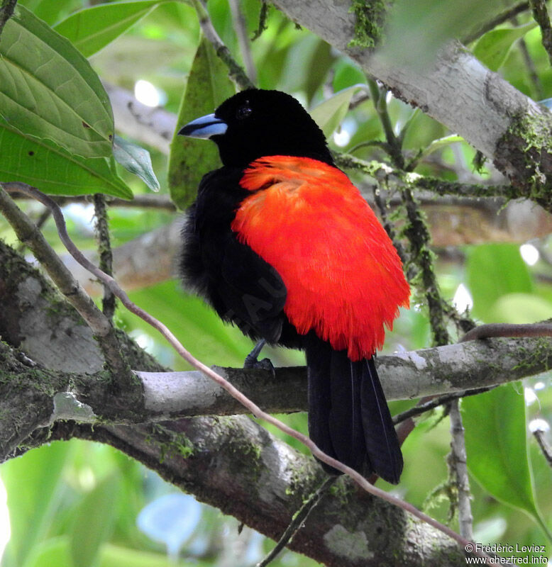 Scarlet-rumped Tanager male adult, identification