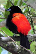 Scarlet-rumped Tanager