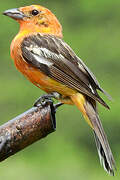 Flame-colored Tanager