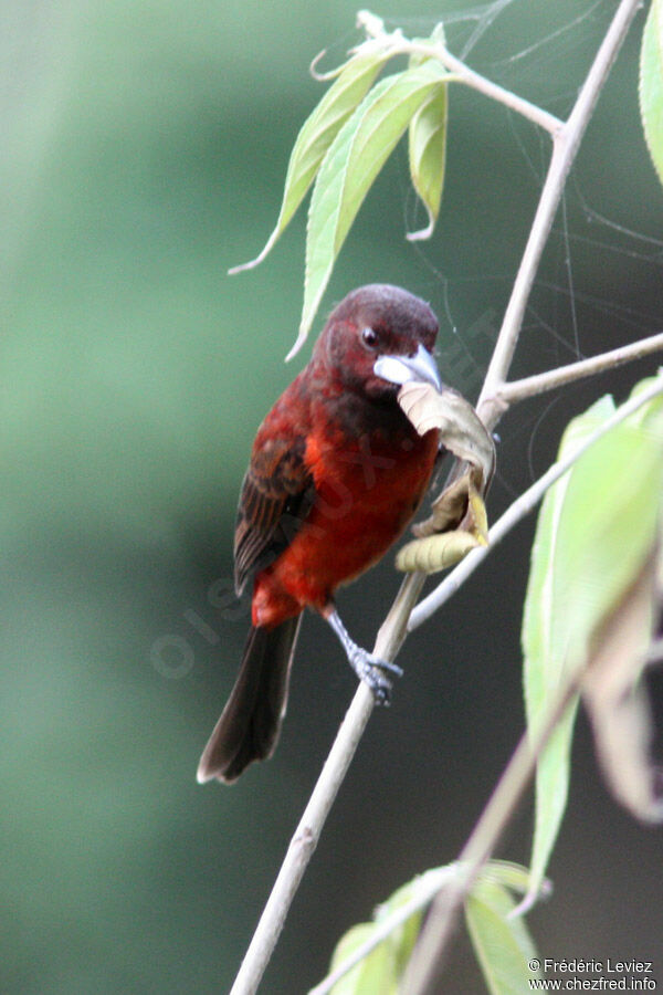 Crimson-backed Tanager male adult, identification