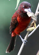 Crimson-backed Tanager