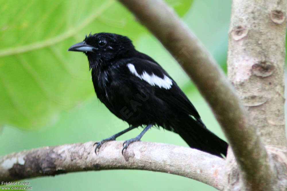 White-shouldered Tanager male adult, identification