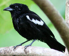 White-shouldered Tanager