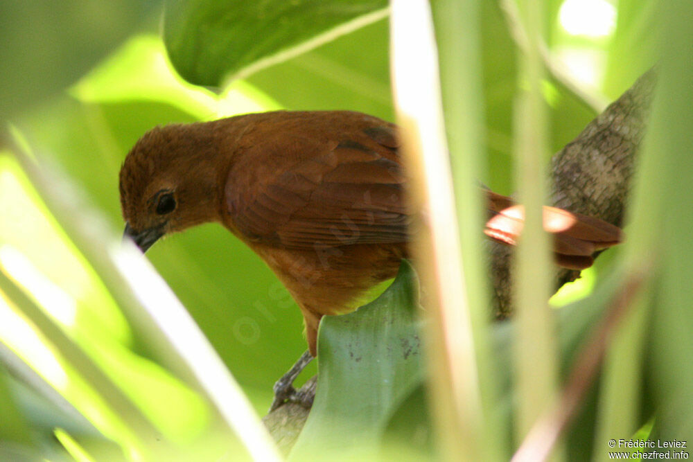 White-lined Tanager female adult, identification