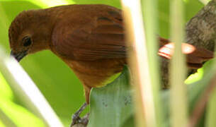 White-lined Tanager