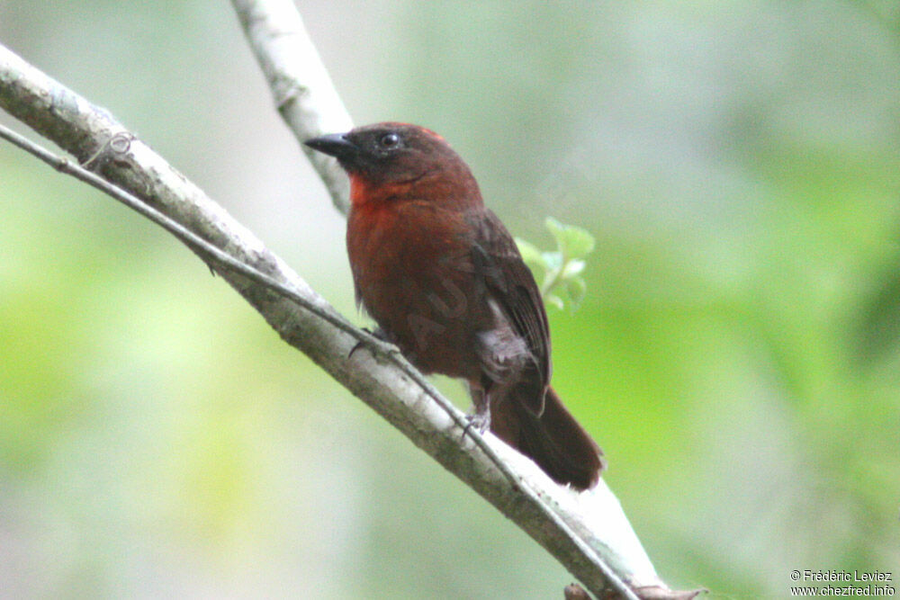 Red-throated Ant Tanager male adult, identification