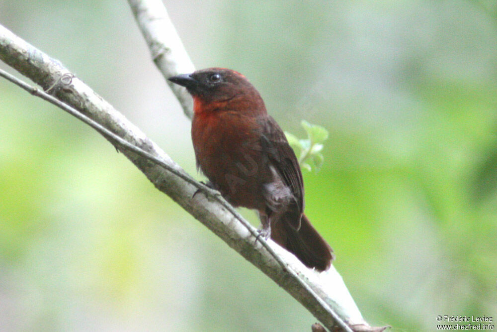 Tangara à gorge rouge mâle adulte, identification