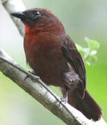 Red-throated Ant Tanager