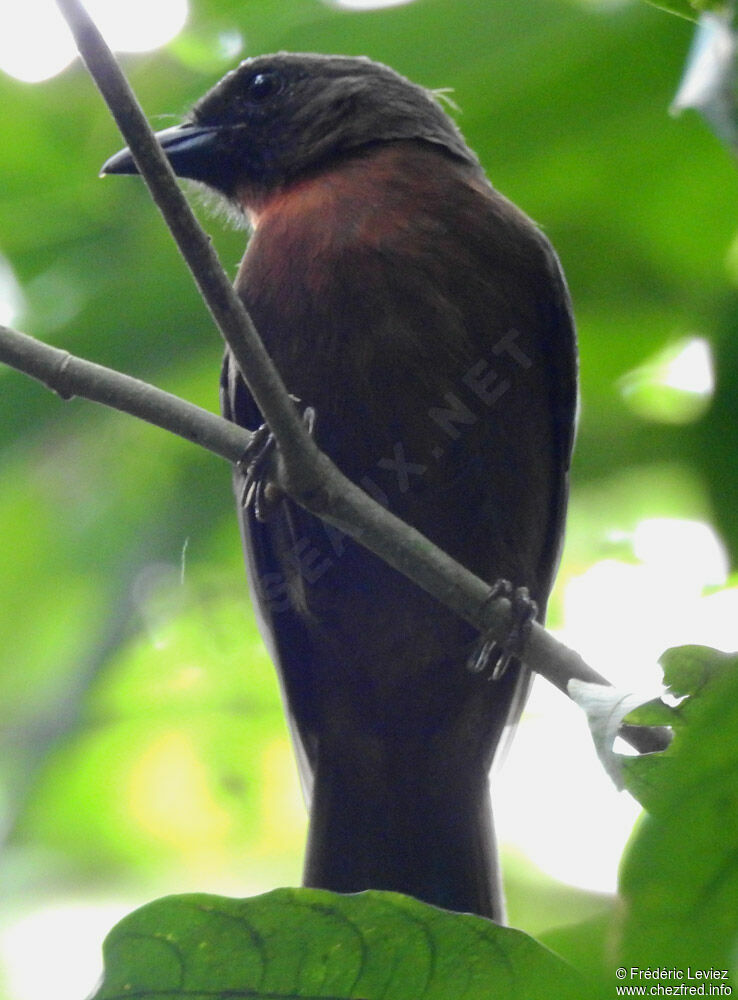 Black-cheeked Ant Tanager