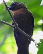 Black-cheeked Ant Tanager