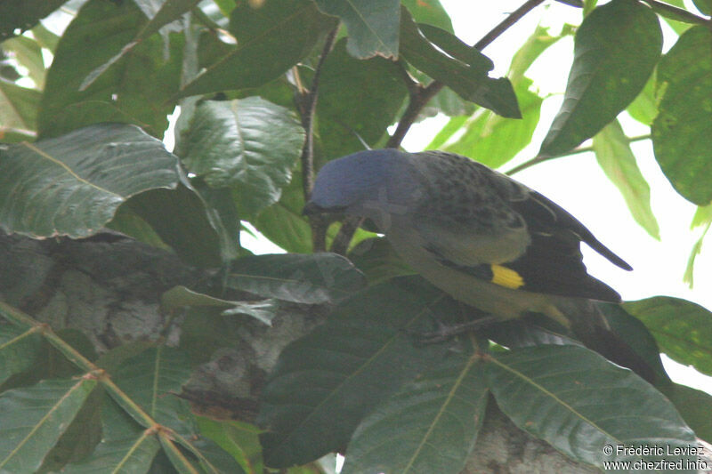 Yellow-winged Tanageradult