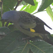 Yellow-winged Tanager