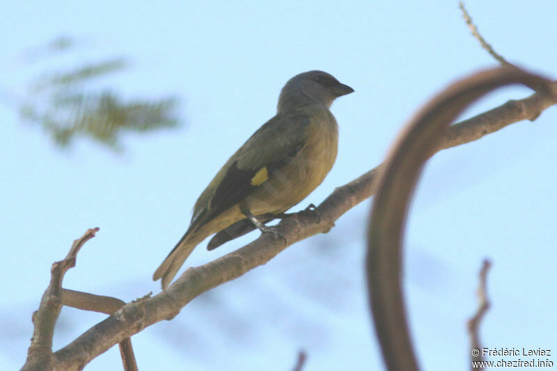 Yellow-winged Tanageradult