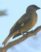 Yellow-winged Tanager