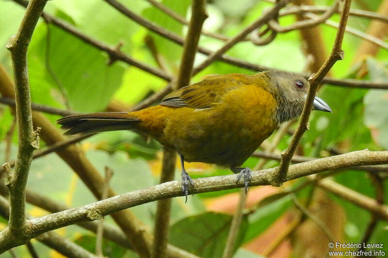 Tangara à tête griseadulte, identification