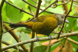 Grey-headed Tanager