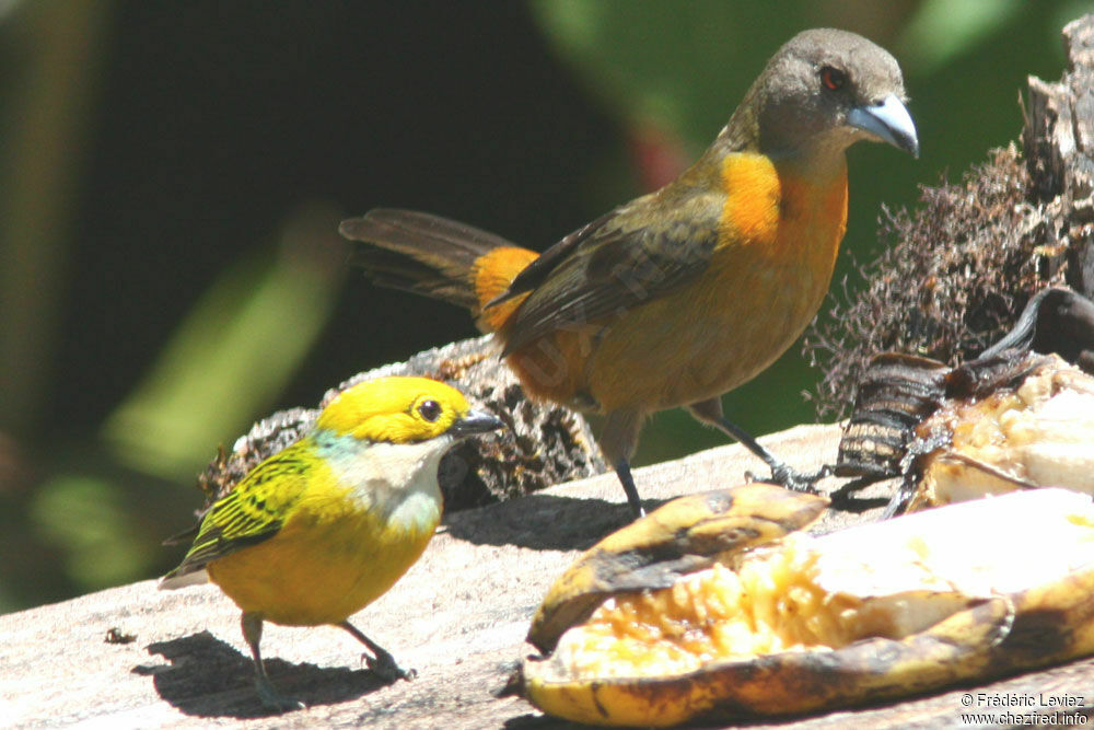 Scarlet-rumped Tanager (costaricensis) female adult, identification