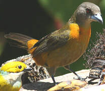 Scarlet-rumped Tanager (costaricensis)