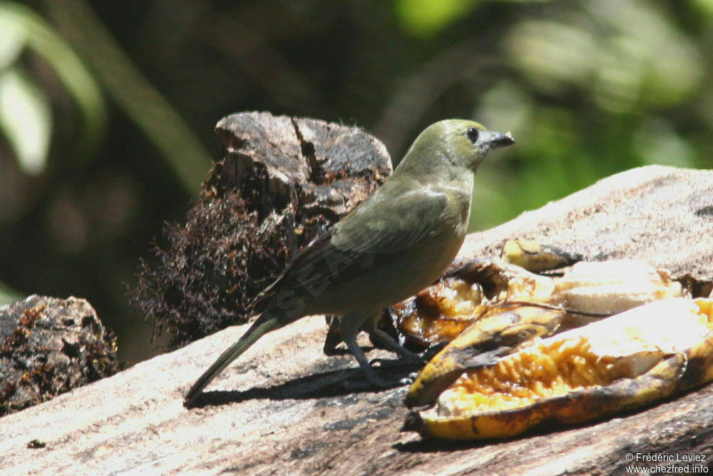 Tangara des palmiersadulte, identification