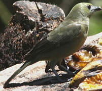 Palm Tanager