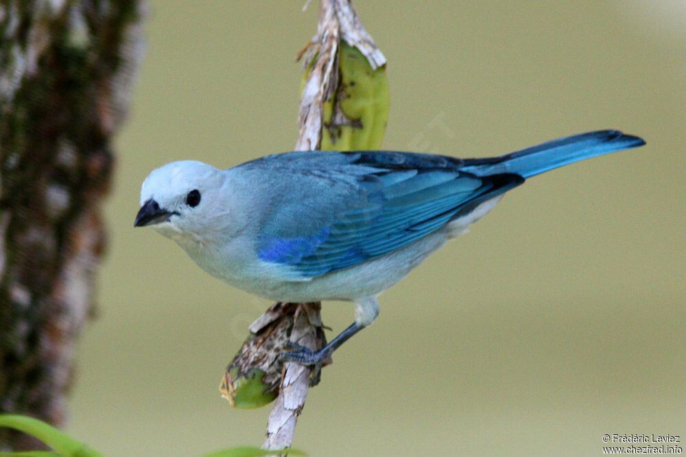 Tangara évêqueadulte, identification