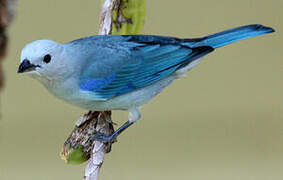 Blue-grey Tanager