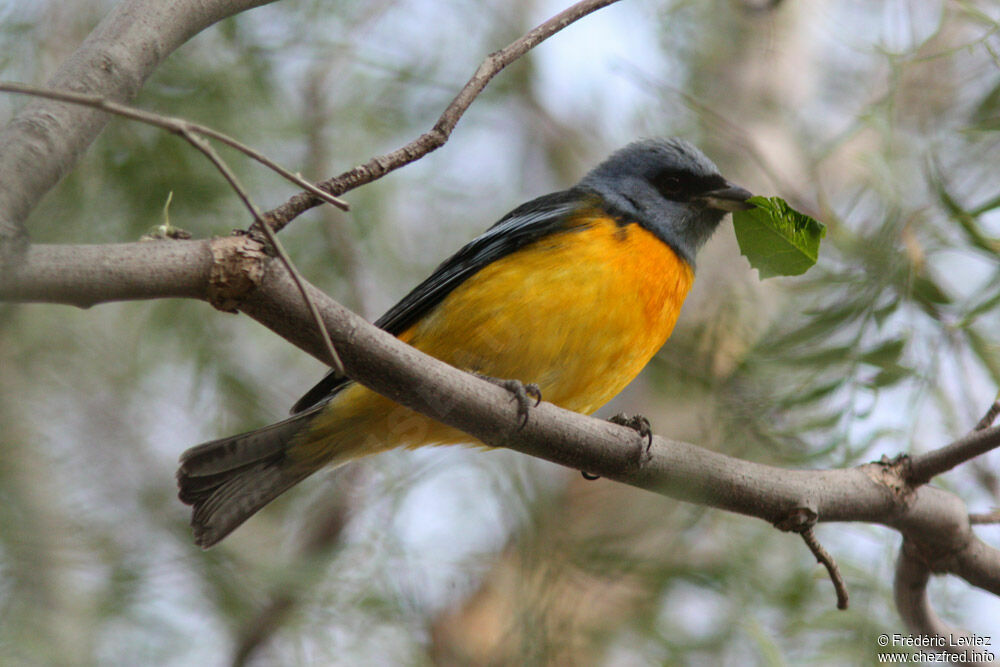 Blue-and-yellow Tanager male adult, identification