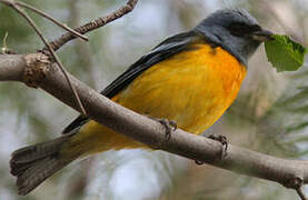 Blue-and-yellow Tanager