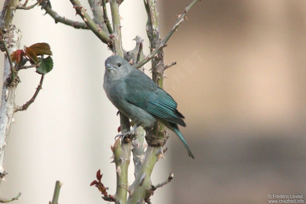 Sayaca Tanageradult, identification