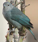 Sayaca Tanager