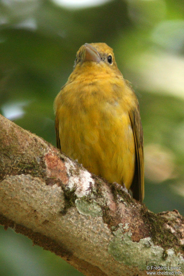 Tangara vermillon femelle adulte, identification