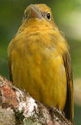 Summer Tanager