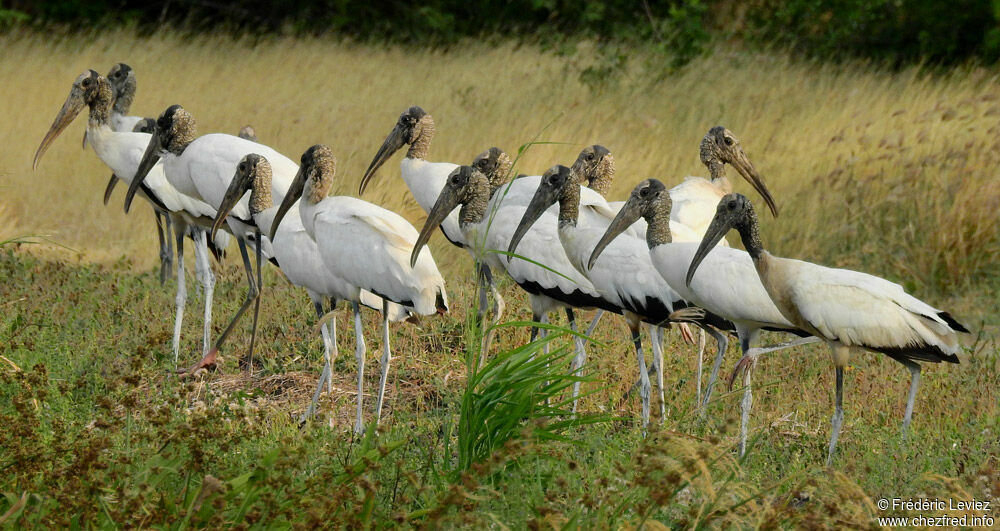 Wood Stork