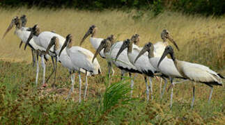 Wood Stork