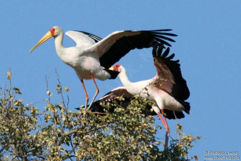 Yellow-billed Storkadult