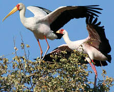 Yellow-billed Stork