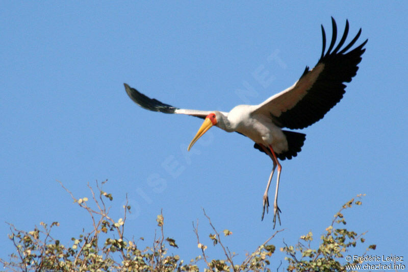 Yellow-billed Storkadult