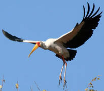 Yellow-billed Stork