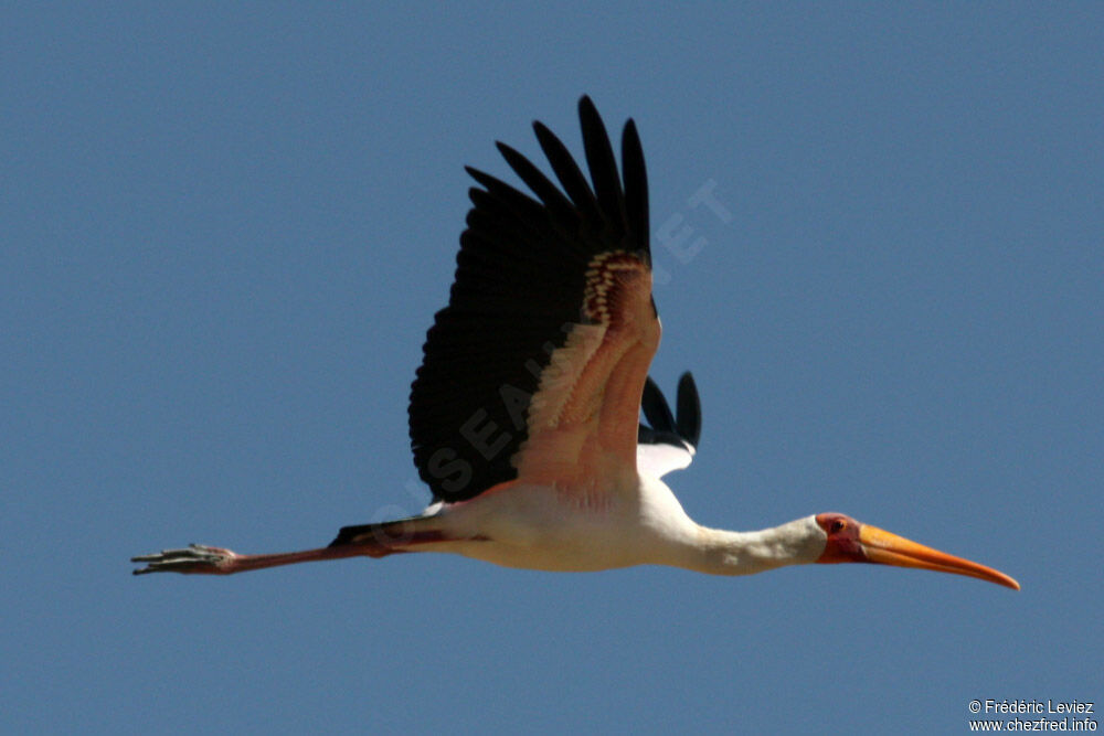 Yellow-billed Storkadult, Flight