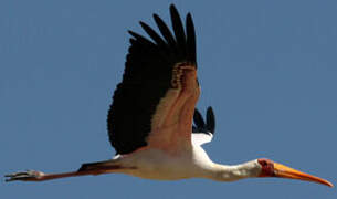 Yellow-billed Stork