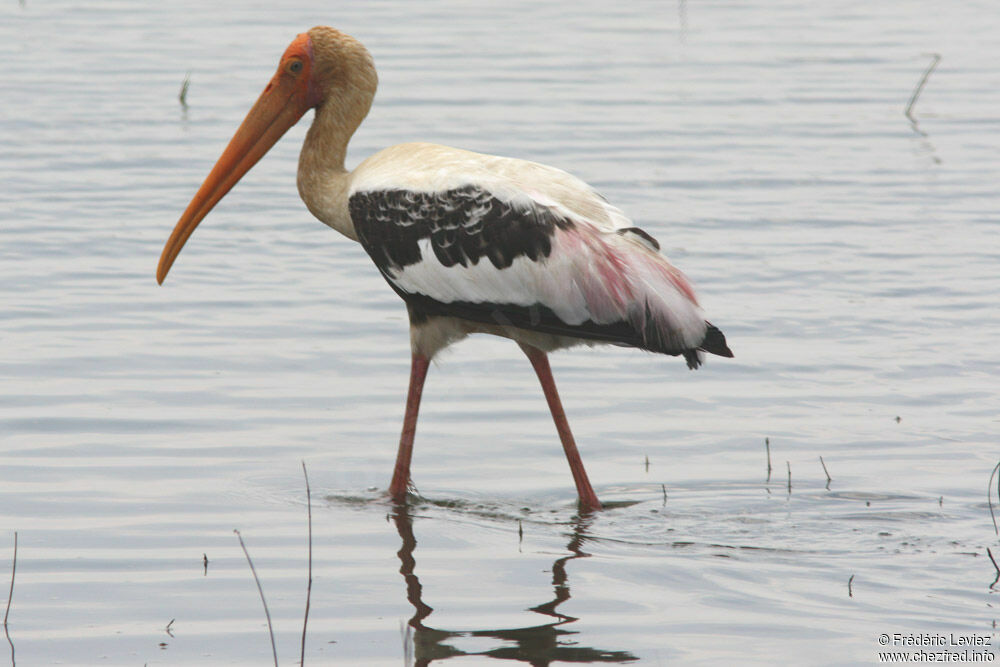 Painted Storkadult, identification